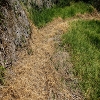 Plants: image 60 Of 208 Thumb